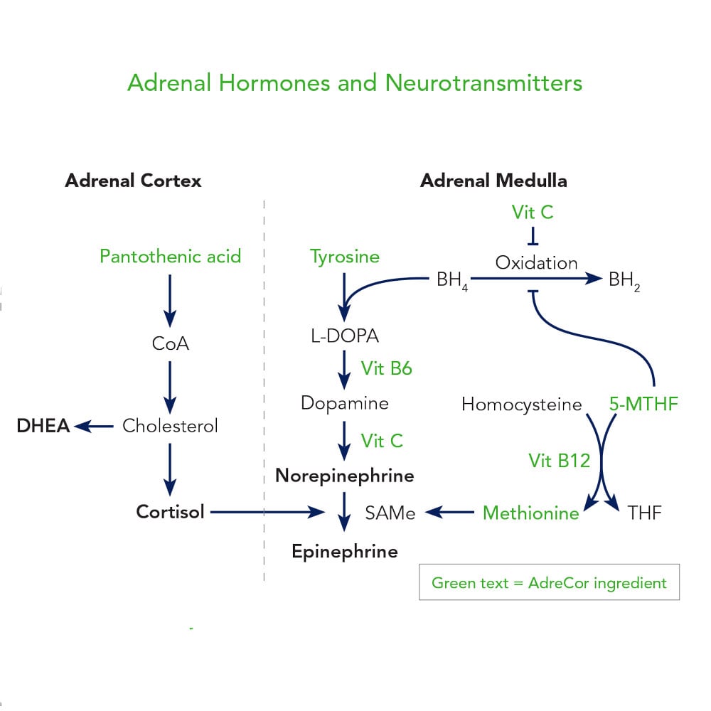 Adrenal hormones and neurotransmitters