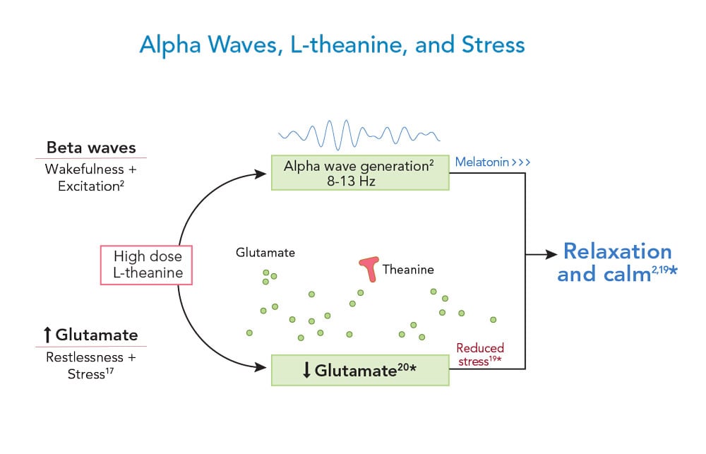 Alpha Waves, L-theanine, and Stress