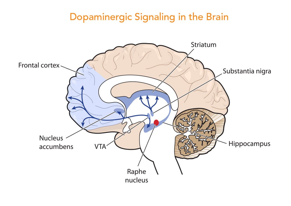 Dopaminergic signaling in the brain