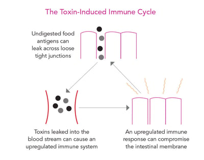 The toxic-induced immune cycle
