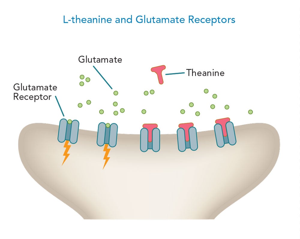 L-theanine and glutamate receptors