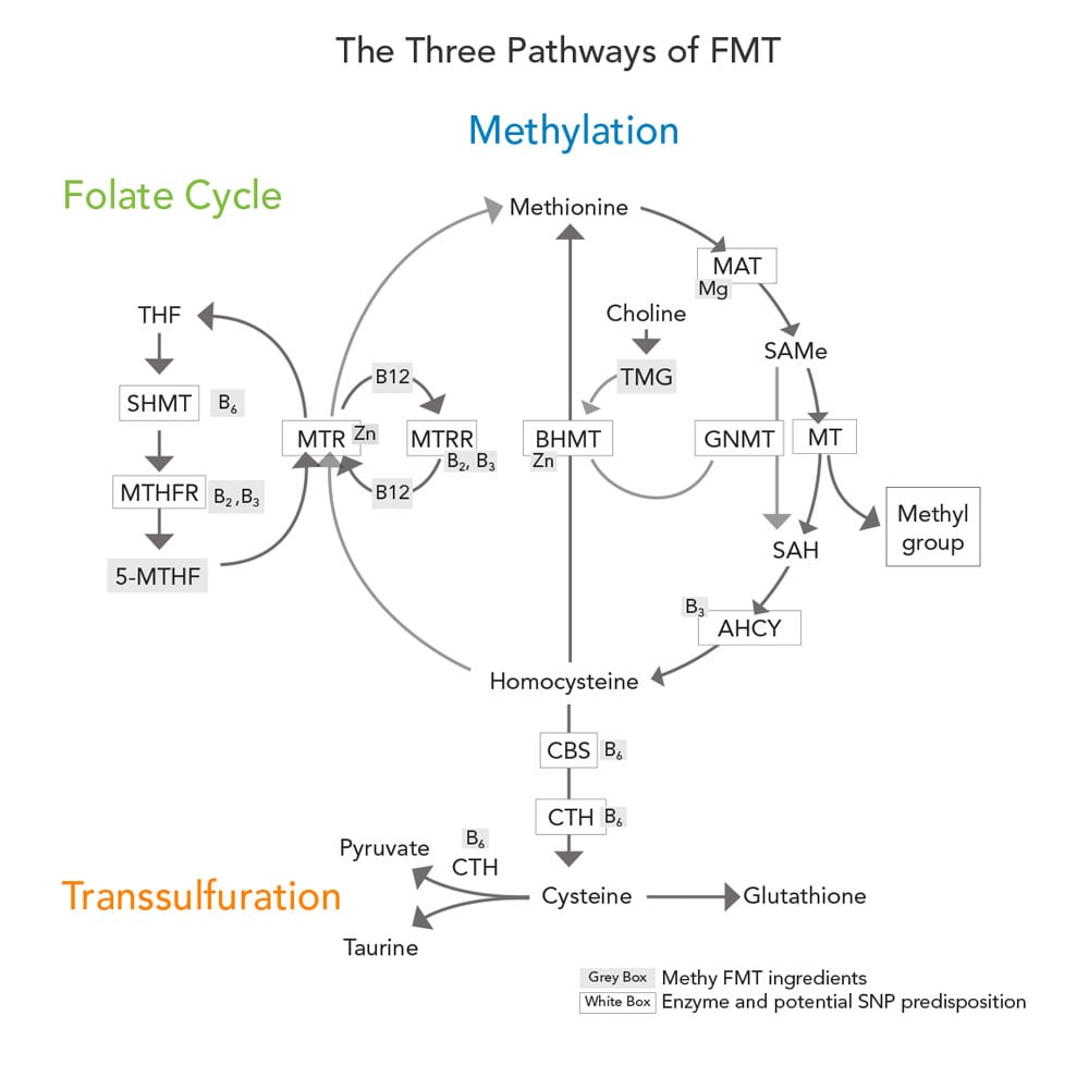 Methyl FMT pathway