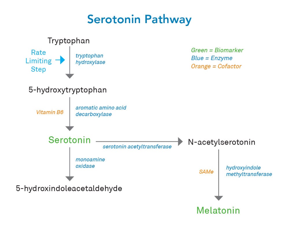 Serotonin pathway