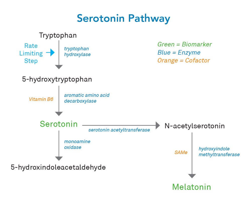 Serotonin pathway