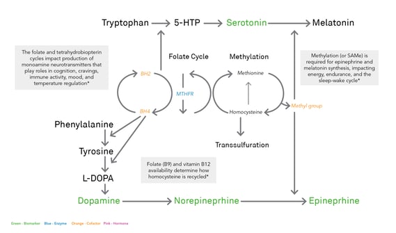 Methylation pathway