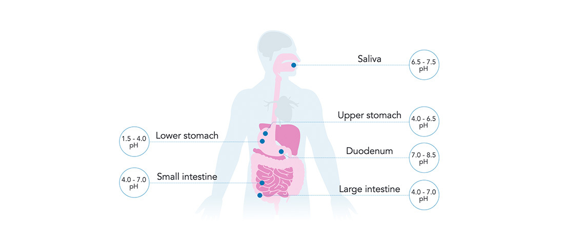 Understanding Digestive Enzymes and Supporting Healthy Digestion